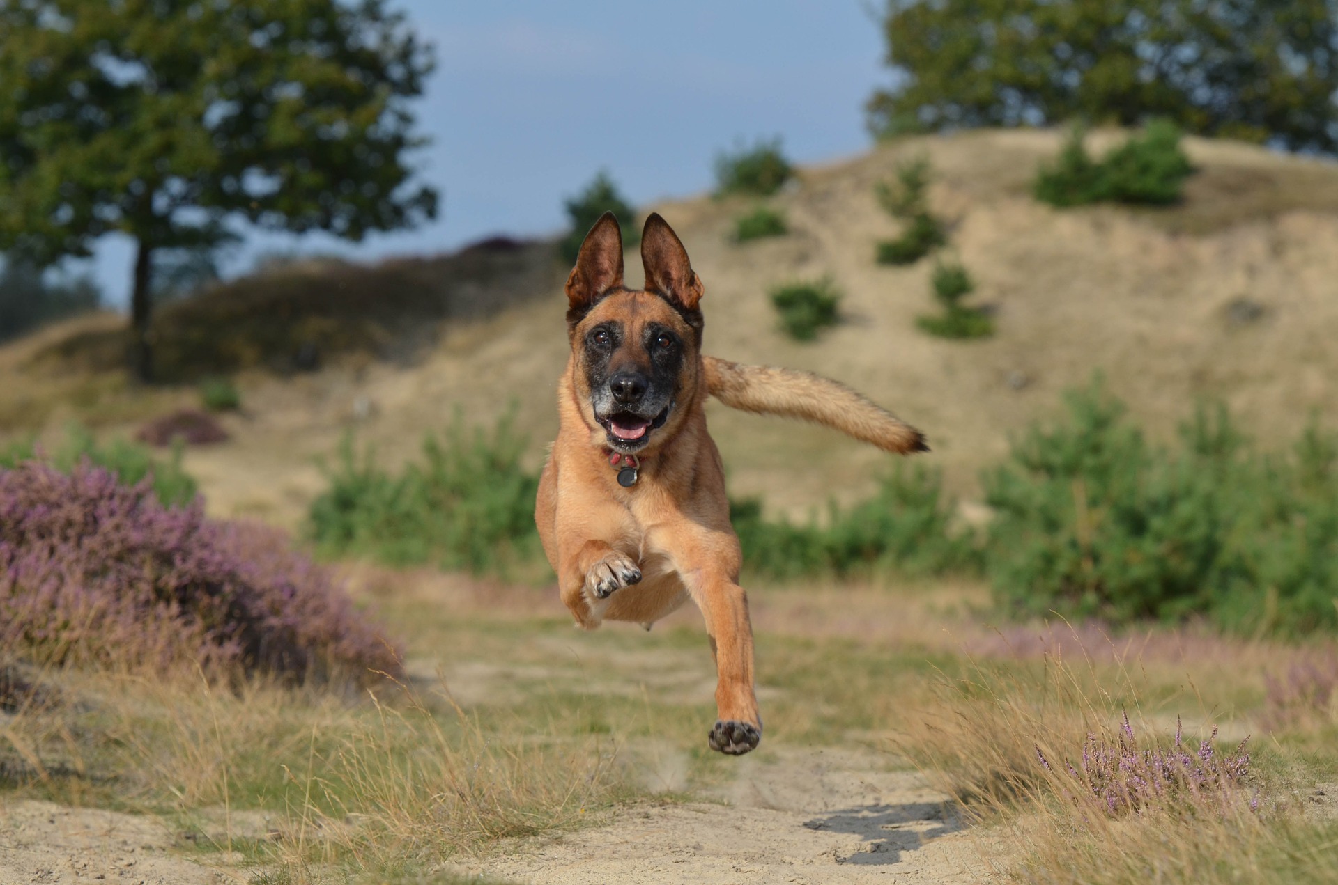 Hond